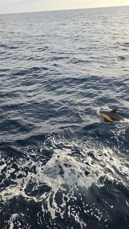 Common dolphin on the bow wave